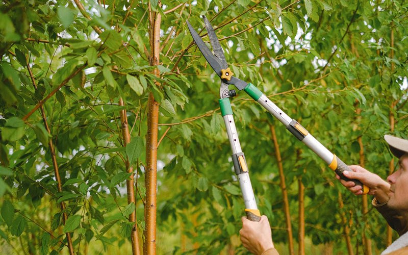 Tree trimming in Wirt, MN