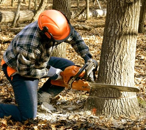 Tree Removal in Wirt, MN